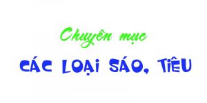 các loại sáo trúc và tiêu